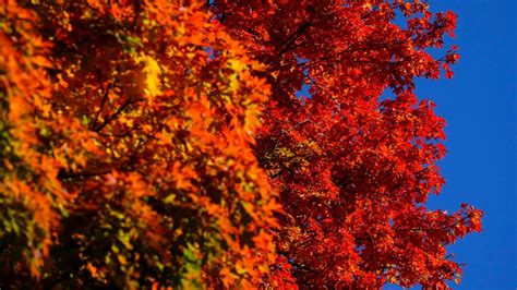 Canadian summer weather altering fall colours this year | CTV News