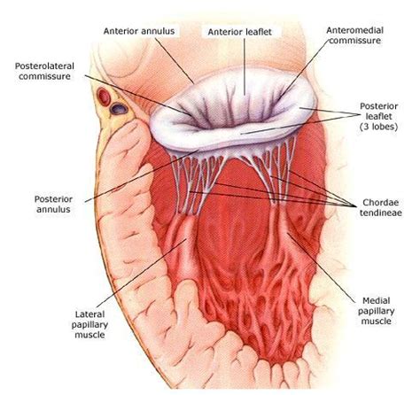 Mitral Valve Annulus Anatomy, Structure & Pictures