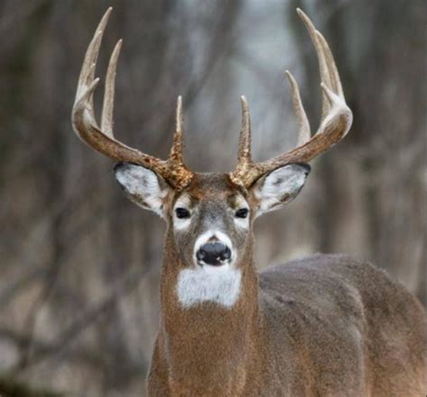 Beautiful 10 point | Whitetail hunting, Whitetail deer pictures, Big deer