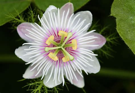 passion flower – Rachel Sauer