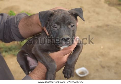 Portrait Black Female Pitbull Puppy While Stock Photo 2236520775 ...