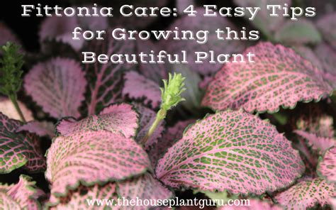 Fittonia Care: 4 Easy Tips for Growing this Beautiful Plant - The Houseplant Guru