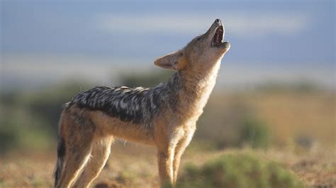 Jackals of the African Crater | About | Nature | PBS