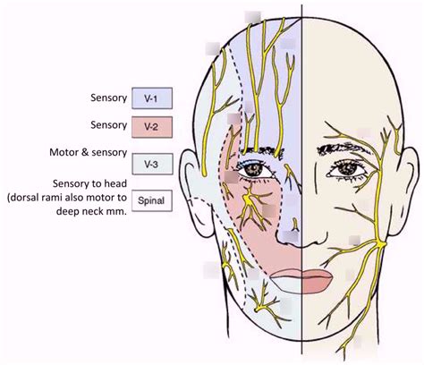 Anatomy facial nerves Diagram | Quizlet