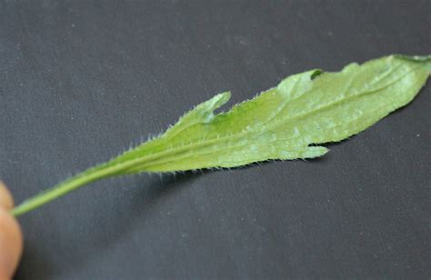 Canada Fleabane | Weed identification guide for Ontario crops | ontario.ca