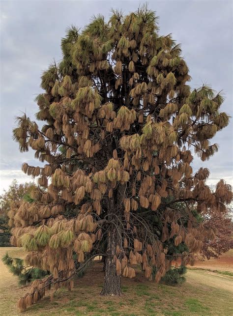 Pine Wilt Disease | Oklahoma State University