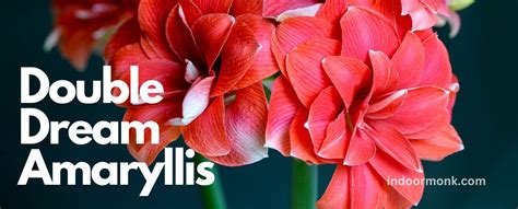 A Guide To Keeping Your Double Dream Amaryllis Alive And Healthy ...