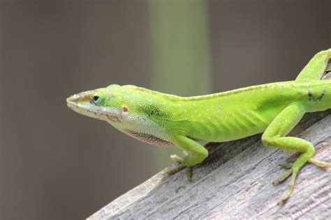 Green Anole Arboreal Lizard Wallpapers - Wallpaper Cave