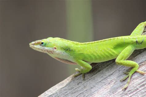 Green Anole Arboreal Lizard Wallpapers - Wallpaper Cave