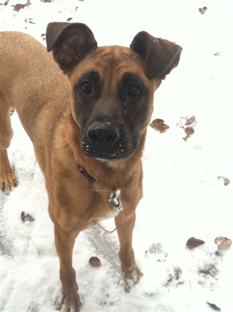 My Sadie - Belgian malinois mix. | Dogs, Pet care dogs, German shepherd mix