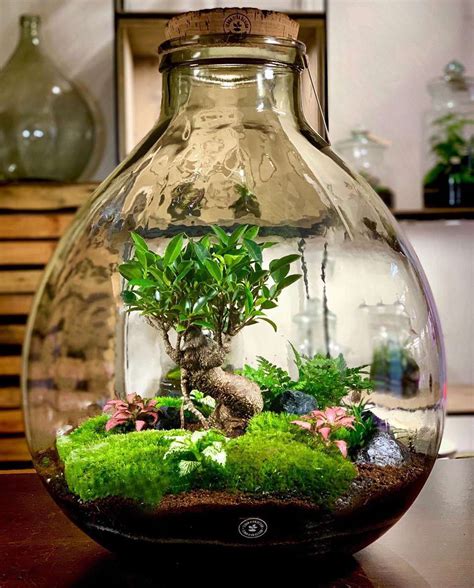 15 Plants in Terrariums