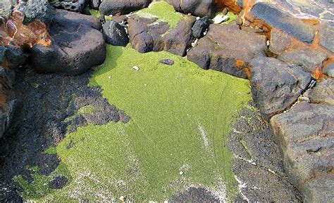 Papakolea Green Sand Beach Hawaii