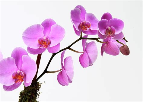 A Close-up Of An Orchid Branch by Nicholas Eveleigh