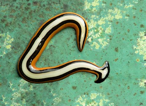 Invasive hammerhead flatworms have been spotted in Houston