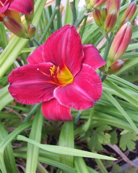 Gorgeous daylilies come in all colors, and will thrive almost anywhere ...