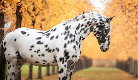 14 Common Black and White Horse Breeds