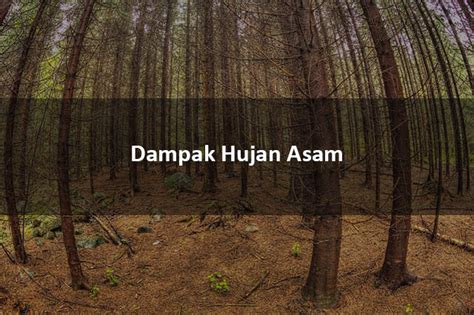 13+ Dampak Hujan Asam : Bagi Manusia dan Lingkungan