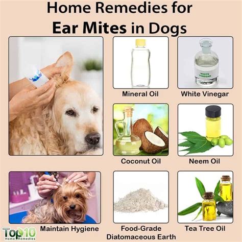 Home Remedies for Ear Mites in Dogs | Top 10 Home Remedies | Dog ...