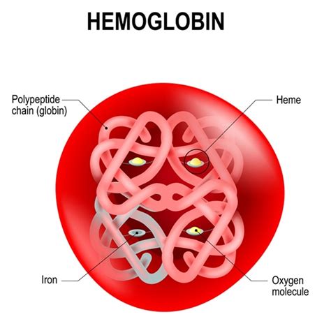 CIENCIASMEDICASNEWS: Fetal Hemoglobin