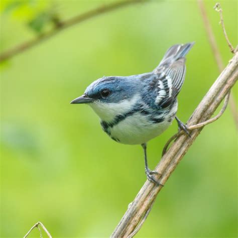 Ontario Forest Birds At Risk Program | Birds Canada | Oiseaux Canada