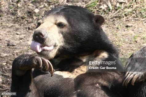 24 Sun Bear Tongue Stock Photos, High-Res Pictures, and Images - Getty Images