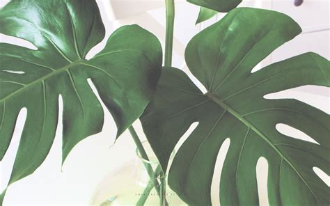 Discover 800+ Desktop backgrounds plants for Your Love of Green on Screens