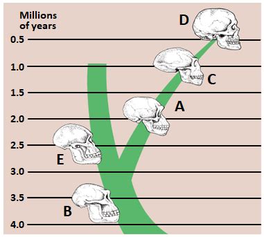 The diagram shows a possible family tree for humans. If D is Homo sapiens, what can be A and C ...