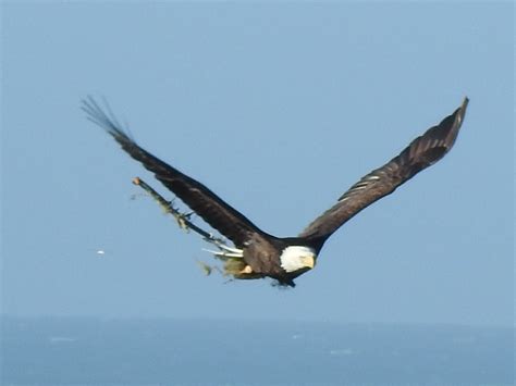 Bald Eagle with nesting materials – Mendonoma Sightings