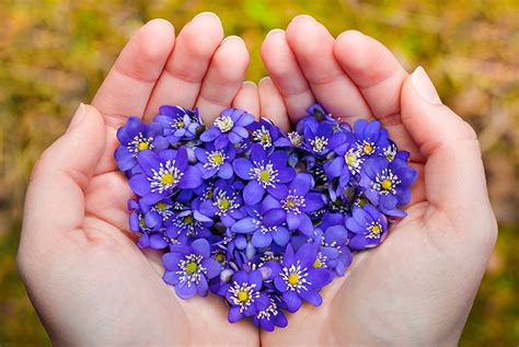 Blue Violet Flower Meaning | Best Flower Site