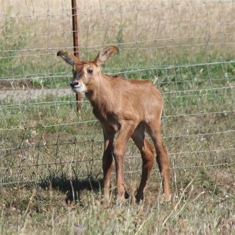 Roan Antelope – Mendonoma Sightings