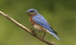 What is the State Bird of Missouri? - Things to Know!