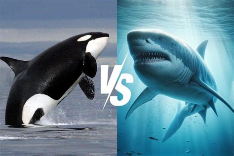 Sperm Whale vs Orca: Titans Of The Deep Clash – Ocean Action Hub