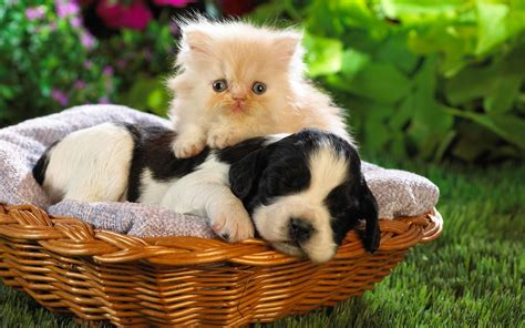 Friends Cute Puppies And Kittens, Cute Cats And Dogs, Kittens Cutest ...