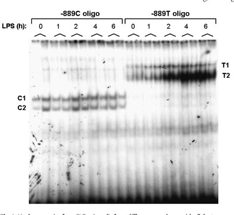 Figure 1 from A polymorphism in the upstream regulatory region of the ...