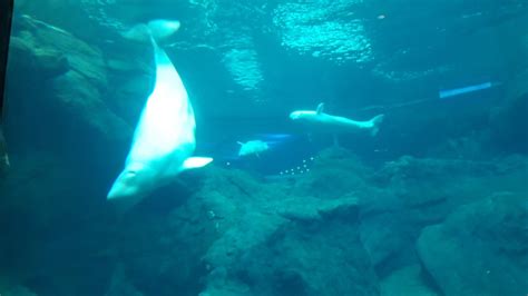 Beluga whales at the Georgia Aquarium