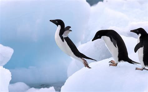 Free Penguin Wallpaper Screensavers - WallpaperSafari