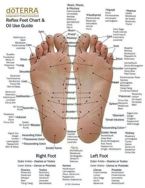 Doterra Foot Reflexology Chart Printable