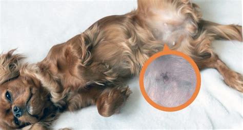 Dog Pimples on the Belly: Understanding & Treating the Condition