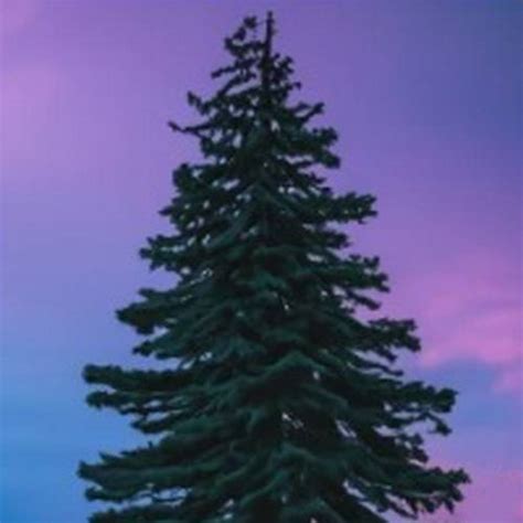 South Dakota State Tree: Discover the Black Hills Spruce