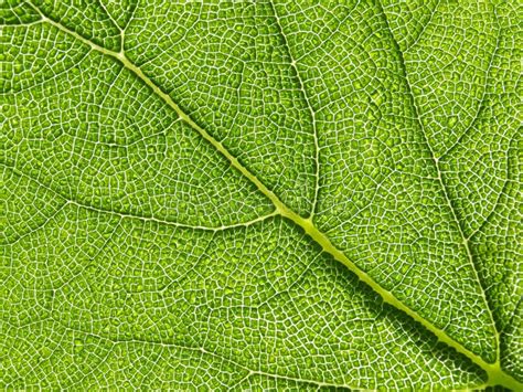 Green leaf texture stock image. Image of botanical, detail - 20281195