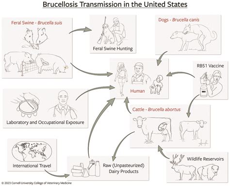 A one-health review on brucellosis in the United States in: Journal of the American Veterinary ...