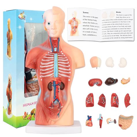 Buy Human Body Model Removable Anatomy Model Teaching Medical Education ...