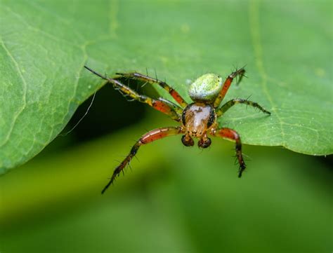 Reincarnated As A Spider Photos, Download The BEST Free Reincarnated As A Spider Stock Photos ...