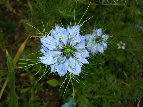 Flower Nigella Sativa Plant Blue · Free photo on Pixabay