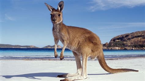 Kangaroo Wallpapers - Wallpaper Cave