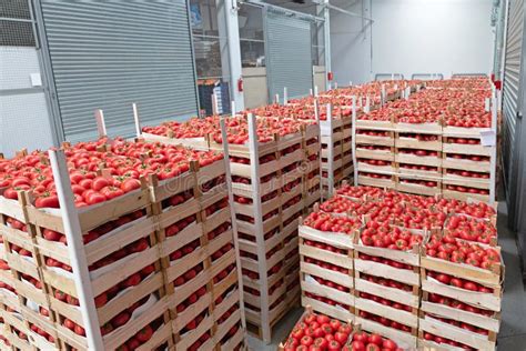 Tomato Storage stock photo. Image of fruits, boxes, food - 166318094