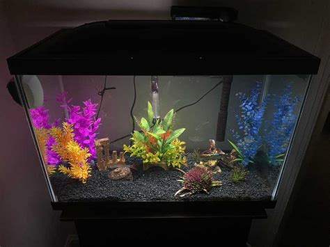 Water Changes How Often Should I Change Fish Tank Water With Crayfish