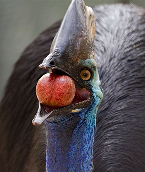 PHOTO GALLERY | Ornithologist Andy Mack and Cassowaries of Papua New Guinea | Features | tribdem.com