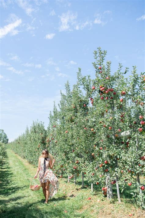 apple picking near me now - Antonette Shockley