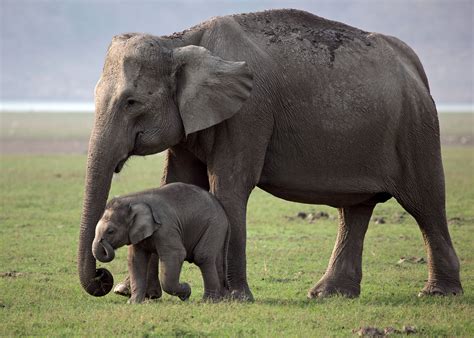 Asian elephant mother and calf. | Elefantes, Animales de africa ...